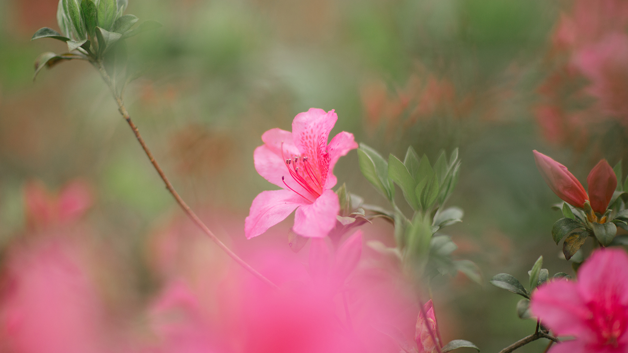 Azalea bloom at the NC Azalea Festival